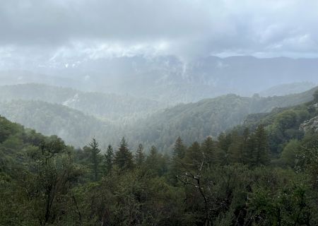 The image shows a misty, forested landscape with rolling hills and dense trees under a cloudy sky.